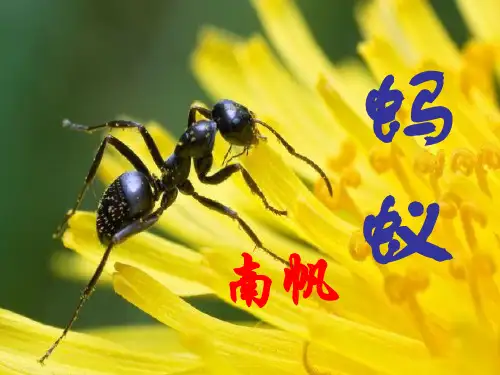 南帆《蚂蚁》课件.ppt