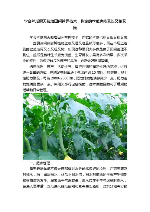 学会丝瓜露天栽培田间管理技术，你家的丝瓜也能又长又粗又嫩
