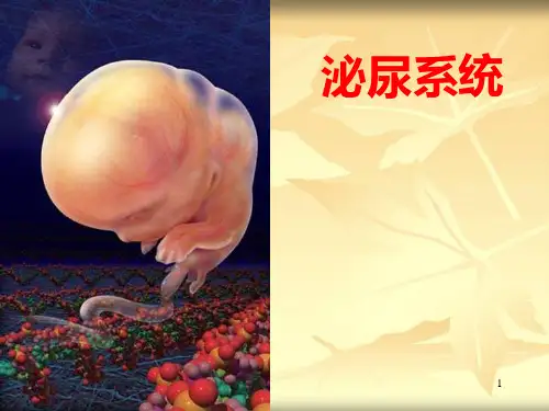 泌尿系统PPT精选课件