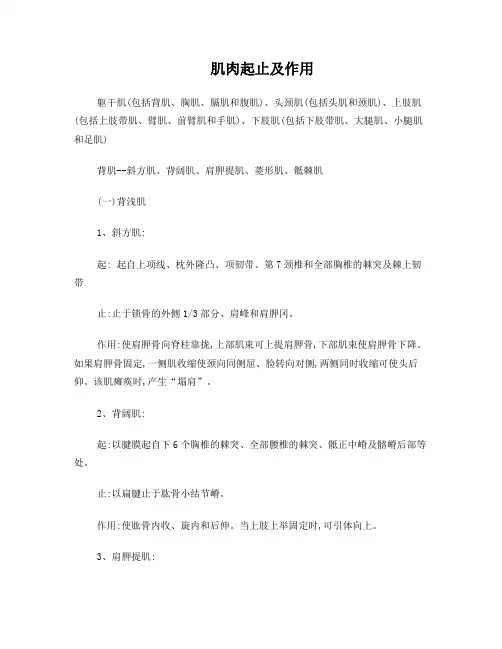肌肉起止及作用