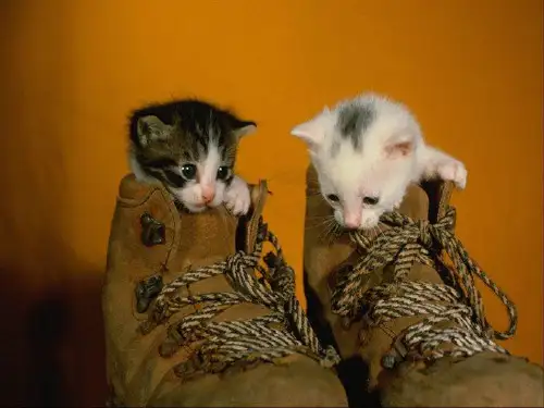 《猫》老舍公开课课件.ppt
