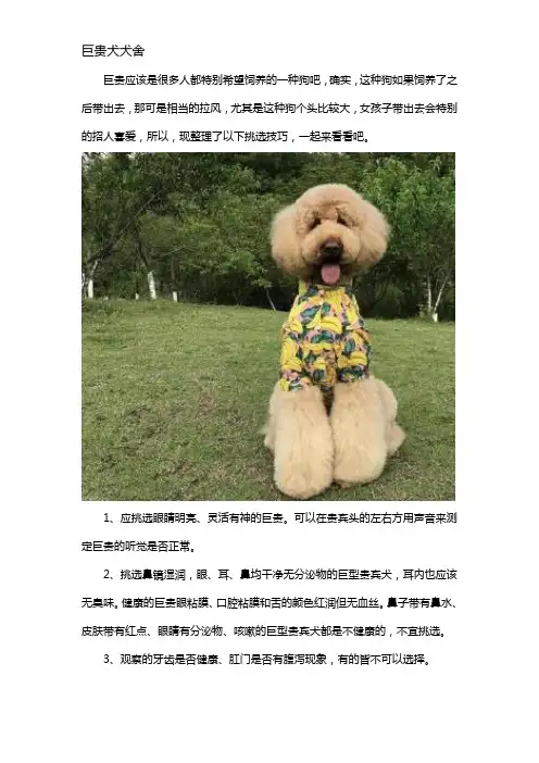 如何挑选巨贵幼犬