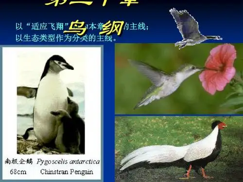 20鸟纲(1)
