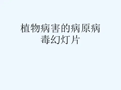 植物病害的病原病毒幻灯片