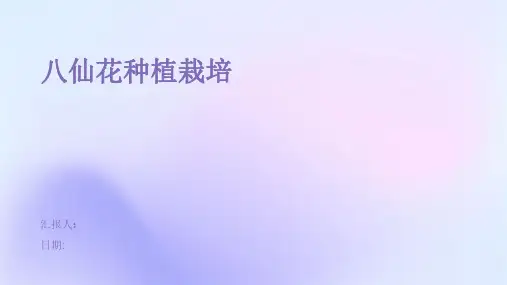 八仙花种植栽培