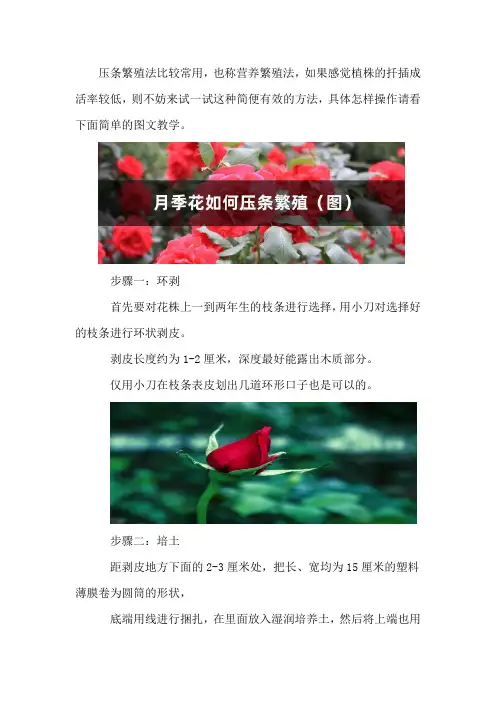 月季花如何压条繁殖(图)