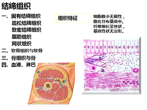 结缔组织概述