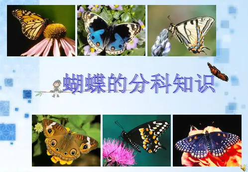 蝴蝶的分类知识