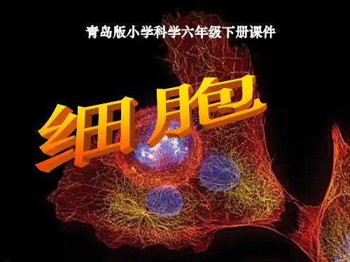 细胞(课件)