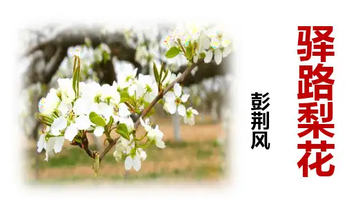 2022-2023人教版 七年级语文 下册《驿路梨花》