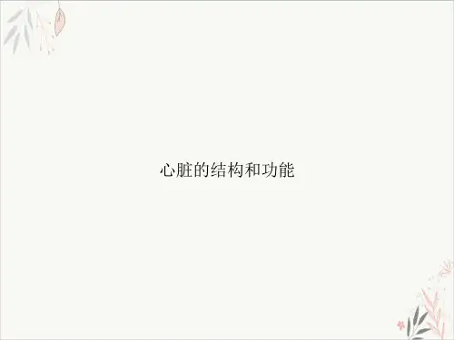 心脏的结构和功能PPT.