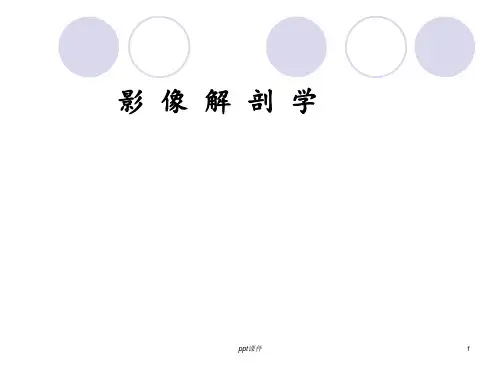 影像解剖学总论  ppt课件