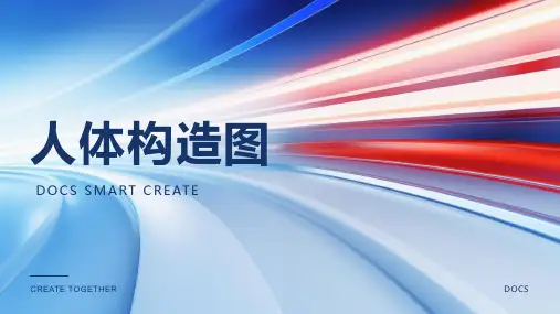 人体构造图