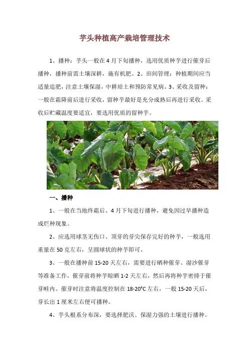 芋头种植高产栽培管理技术
