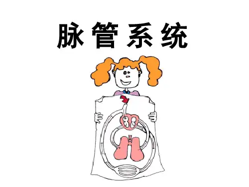 8 脉管总论与心