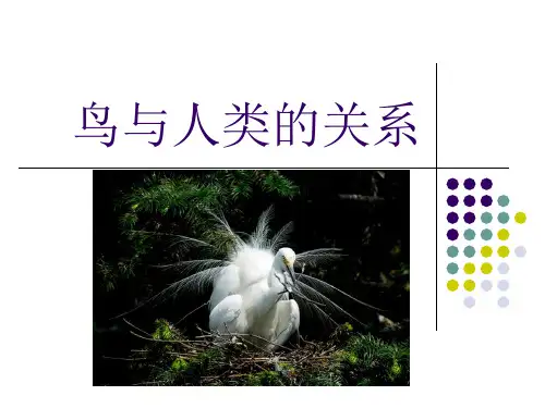 《鸟与人类的关系》课件1
