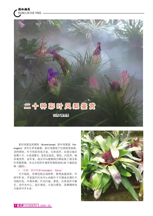 二十种彩叶凤梨鉴赏