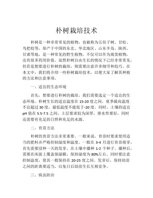 朴树栽培技术