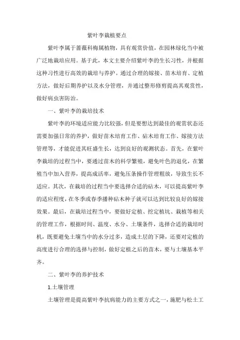 紫叶李栽植要点