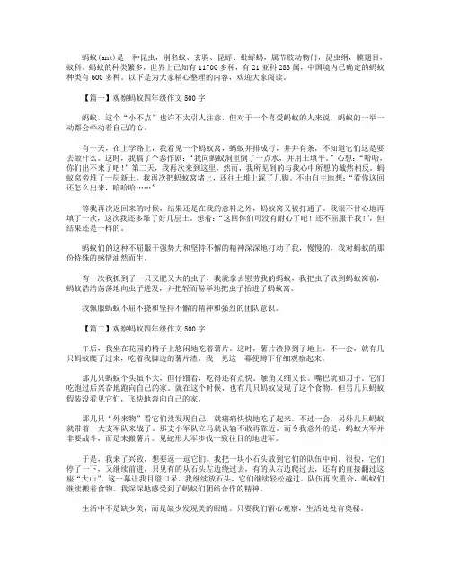 观察蚂蚁四年级作文500字5篇