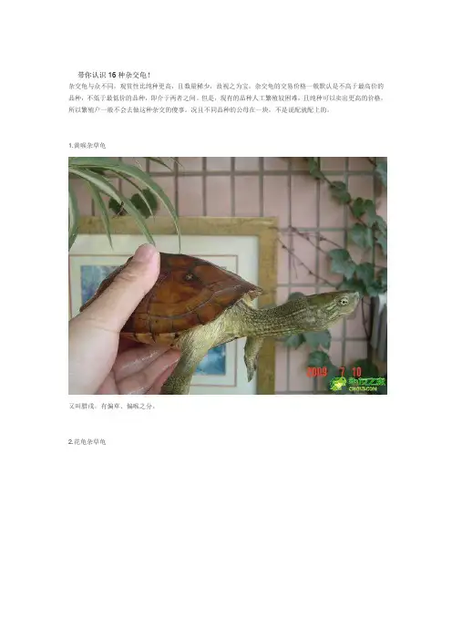 带你认识16种杂交龟