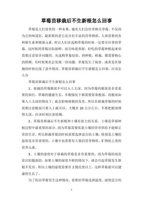 草莓苗移栽后不生新根怎么回事