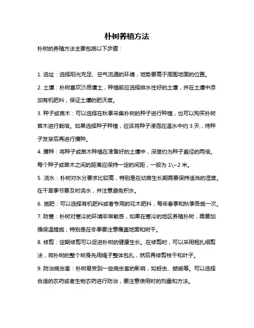 朴树养植方法