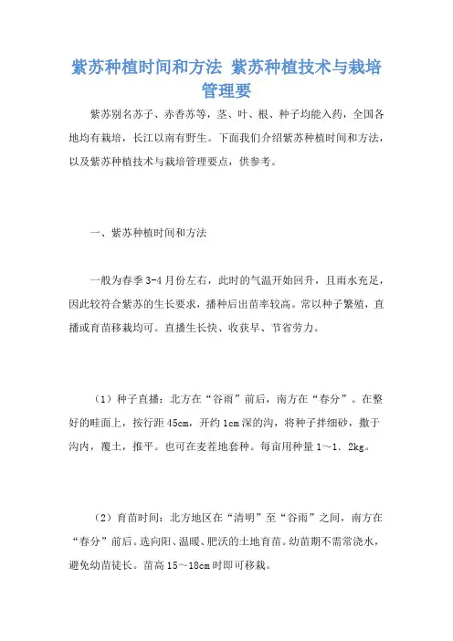 紫苏种植时间和方法 紫苏种植技术与栽培管理要