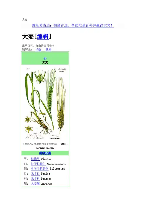 大麦