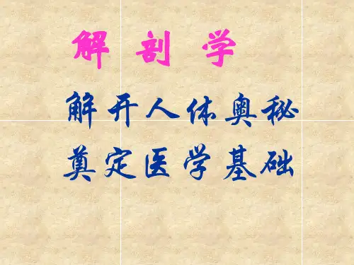 解剖学-呼吸系统-呼吸系