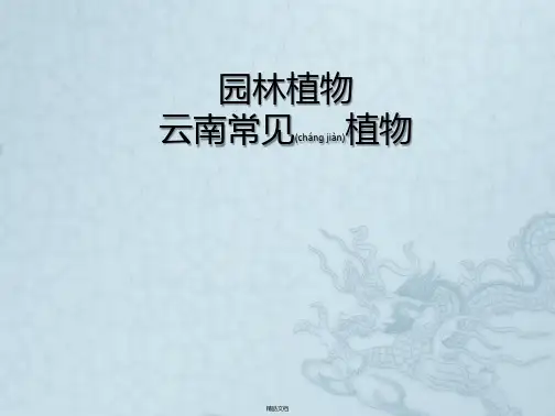 云南常见植物