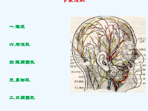 第一节表情肌