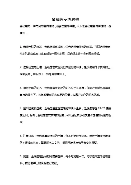 金线莲室内种植