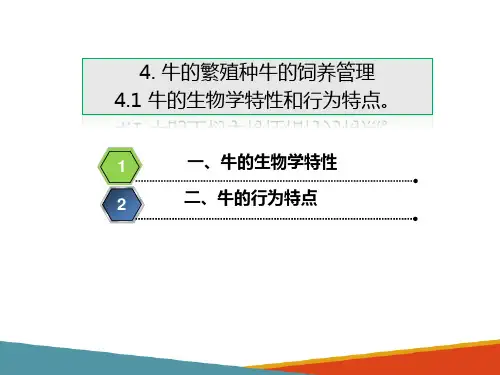 牛的繁殖种牛的饲养管理—牛的生物学特性和行为特点