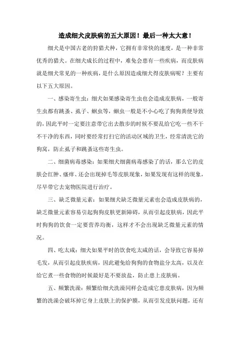 造成细犬皮肤病的五大原因!最后一种太大意!