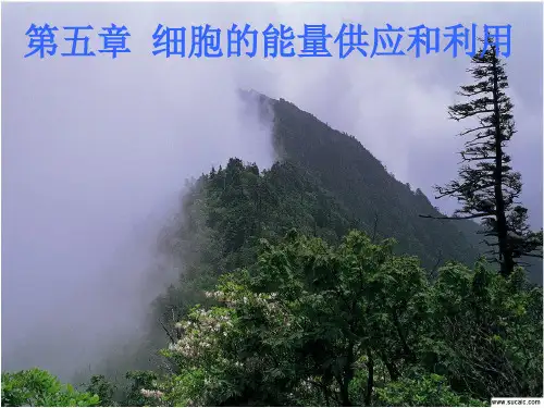 高中生物课件-第五章 细胞的能量供应和利用  1.酶、ATP