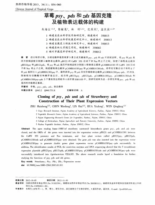 草莓psy、pds和zds基因克隆及植物表达载体的构建