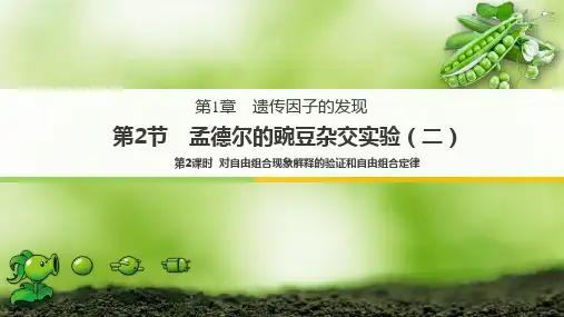 原创2：1.2.2 对自由组合现象解释的验证和自由组合定律
