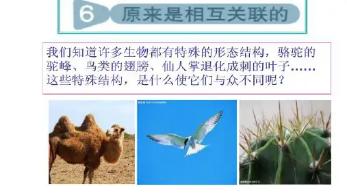 六年级上册科学课件原来是相互关联的教科版