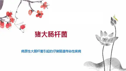 猪大肠杆菌 