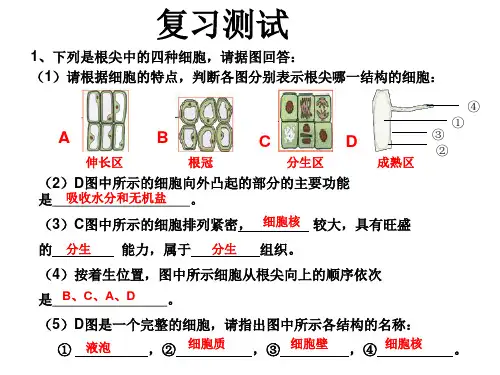 芽的类型和结构初中生物课件