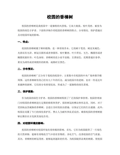 校园的香樟树