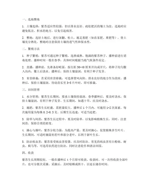 种植紫苏管理技术