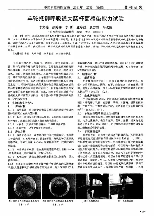 羊驼抵御呼吸道大肠杆菌感染能力试验