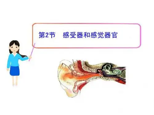 北师大版七年级生物下：第12章   第2节  感受器和感觉器官 (共33张PPT)