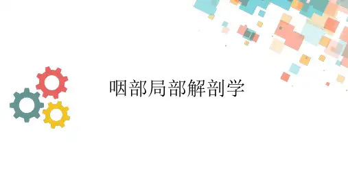 鼻咽部解剖