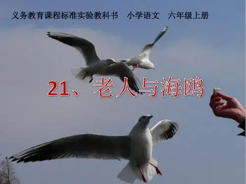 《老人与海鸥》优质课PPT课件