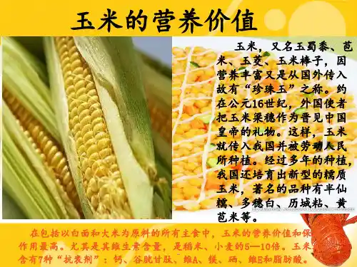 玉米营养价值及作用PPT课件