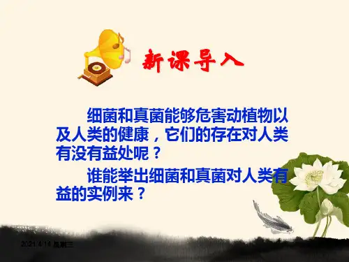 人类对细菌和真菌利用课件(共53张PPT)