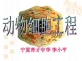 动物细胞培养公开课讲稿